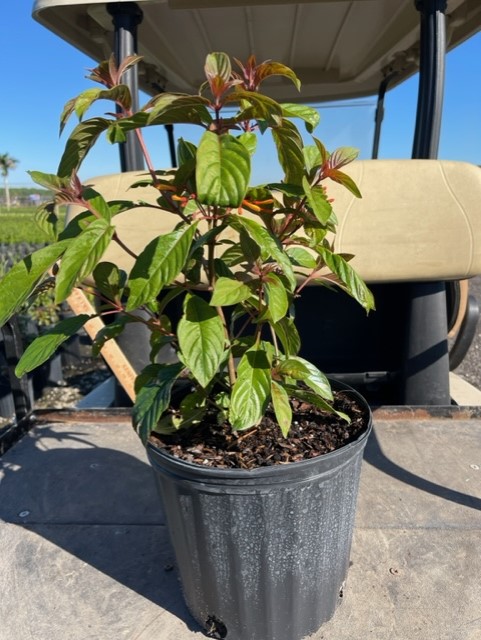 hamelia-patens-firebush-hummingbird-bush