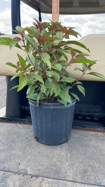 hamelia-patens-firebush-hummingbird-bush