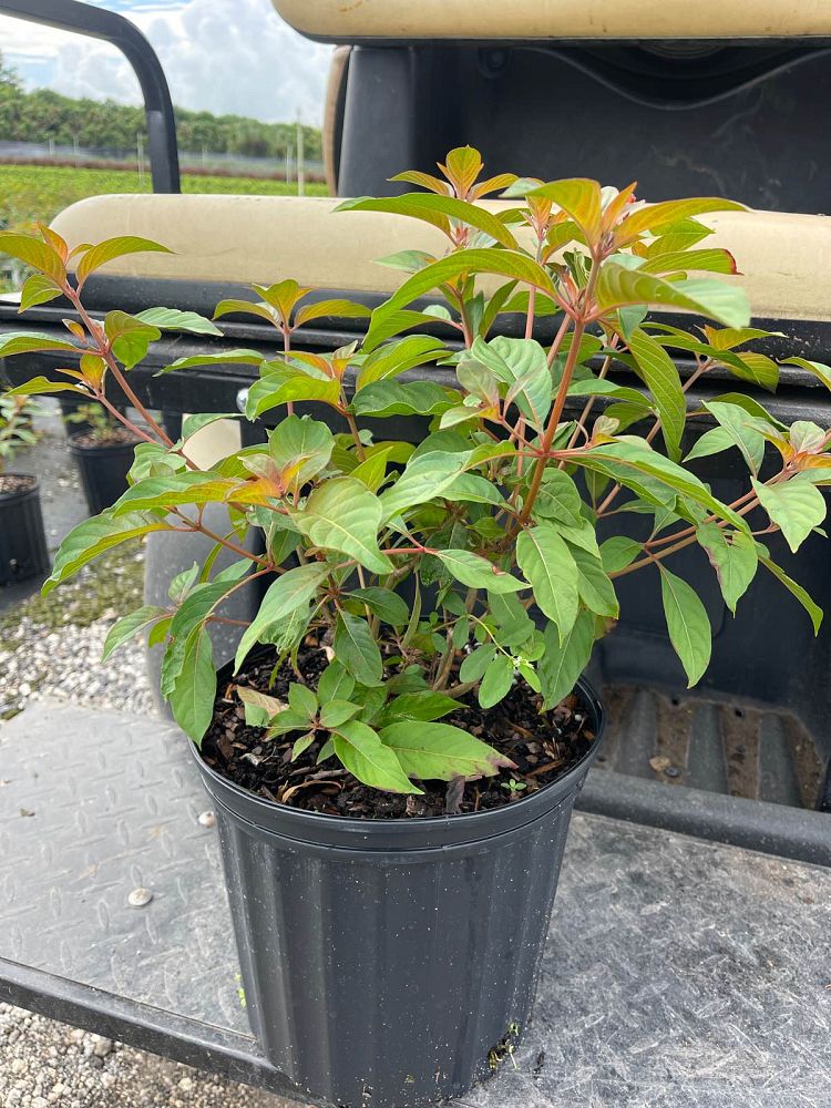 hamelia-patens-firebush-hummingbird-bush