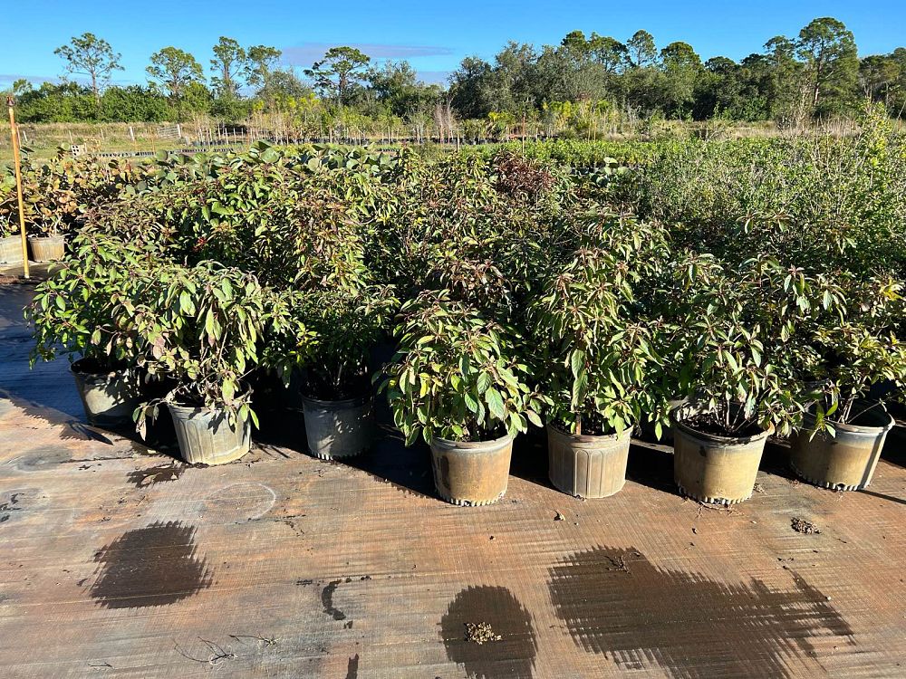 hamelia-patens-firebush-hummingbird-bush