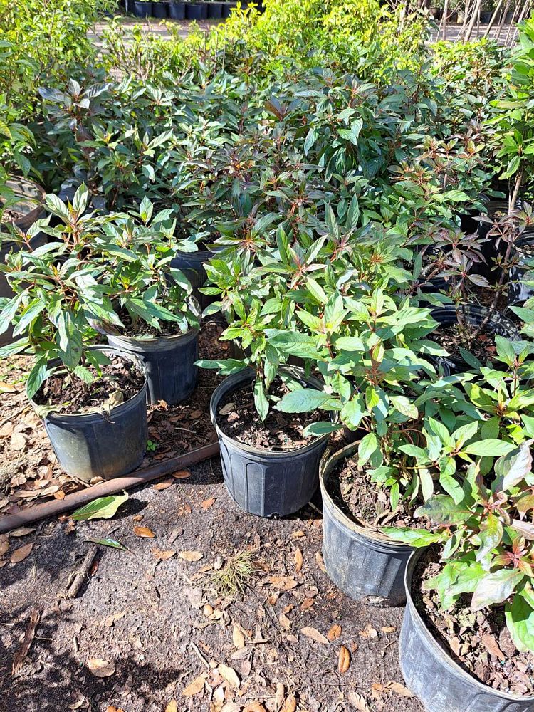 hamelia-patens-firebush-hummingbird-bush