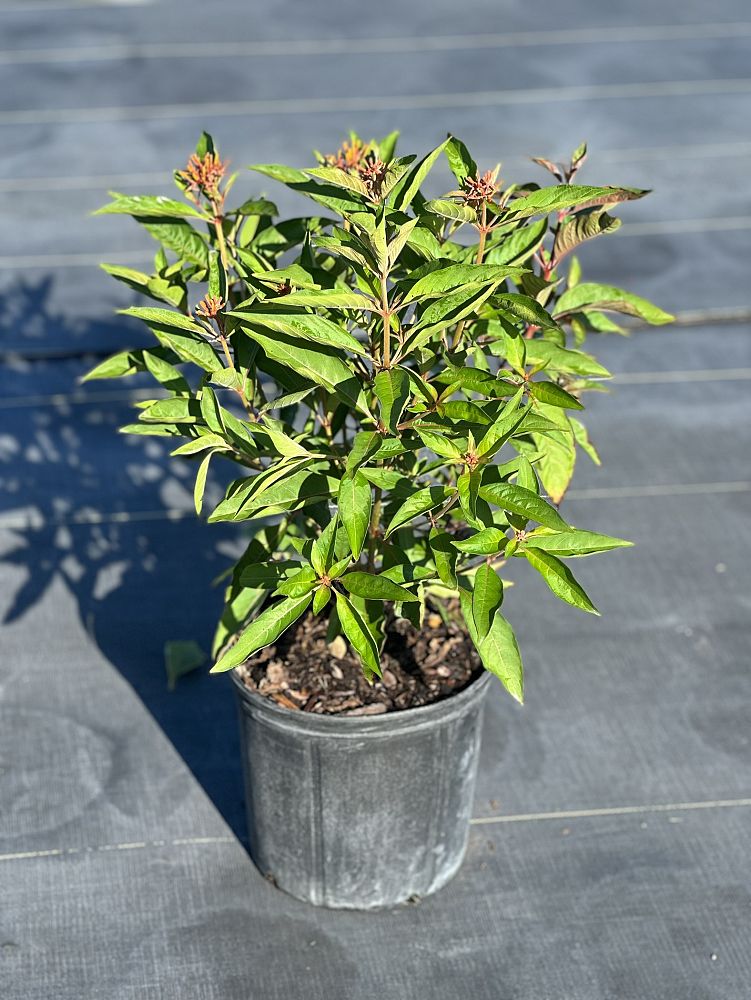 hamelia-patens-firebush-hummingbird-bush