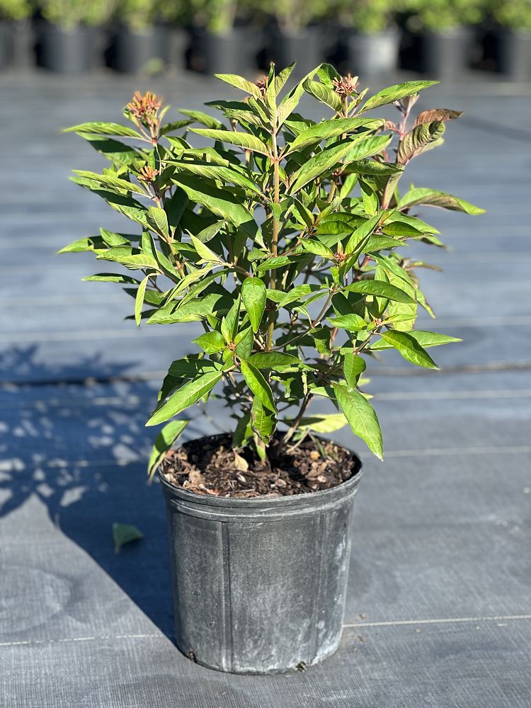 hamelia-patens-firebush-hummingbird-bush