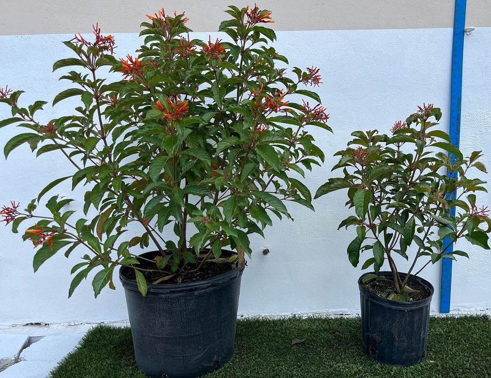 hamelia-patens-firebush-hummingbird-bush