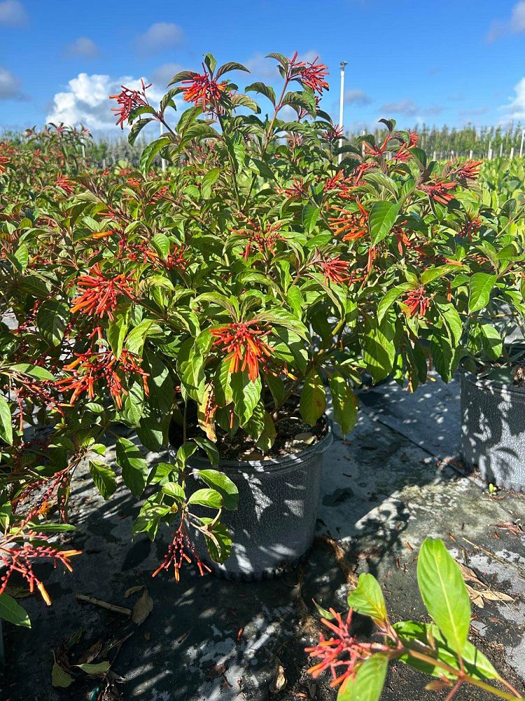 hamelia-patens-firebush-hummingbird-bush