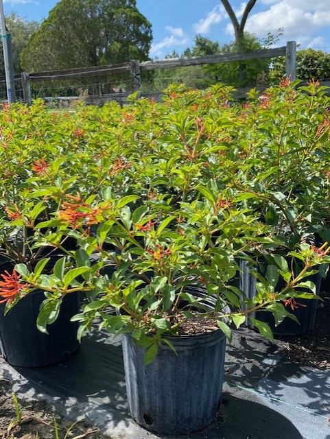 hamelia-patens-firebush-hummingbird-bush