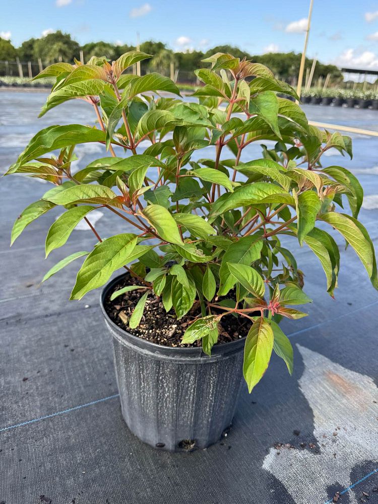 hamelia-patens-firebush-hummingbird-bush
