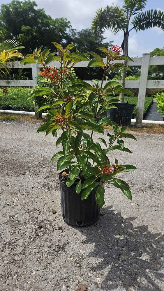 hamelia-patens-firebush-hummingbird-bush