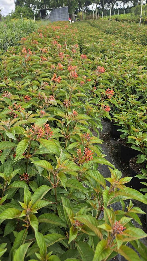 hamelia-patens-firebush-hummingbird-bush