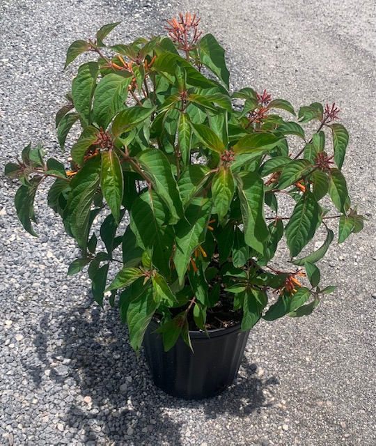 hamelia-patens-firebush-hummingbird-bush