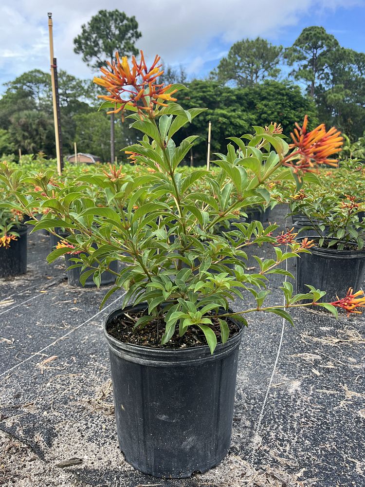 hamelia-patens-firebush-hummingbird-bush
