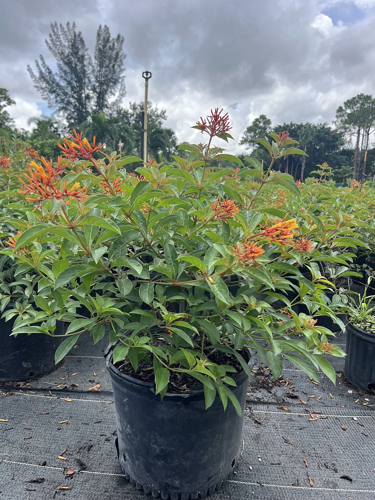 hamelia-patens-firebush-hummingbird-bush