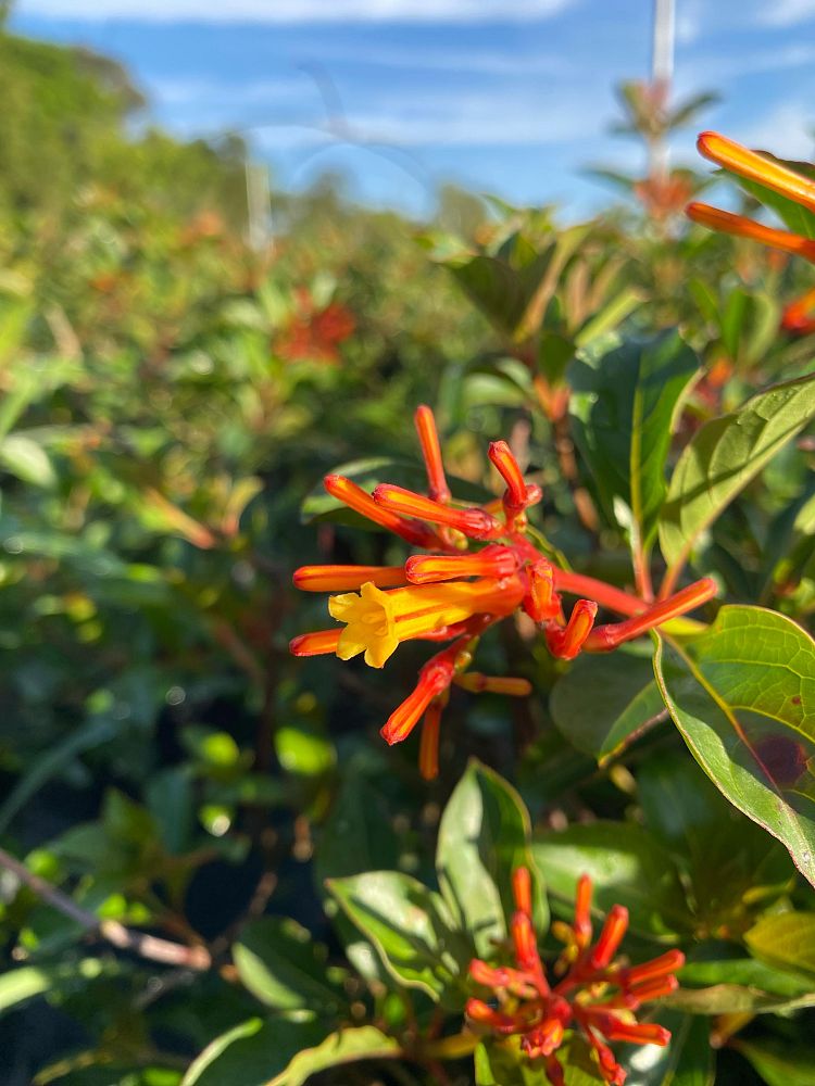 hamelia-patens-firebush-hummingbird-bush
