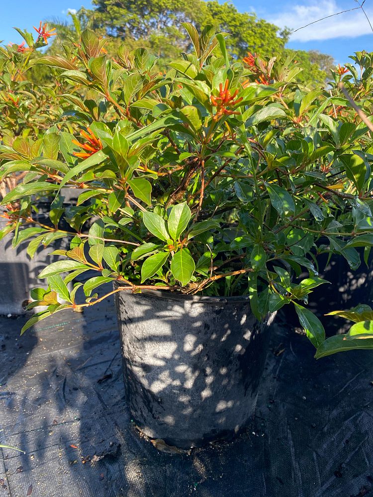 hamelia-patens-firebush-hummingbird-bush
