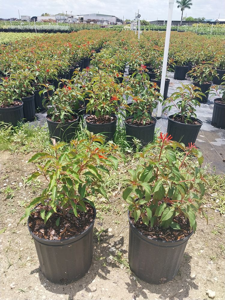 hamelia-patens-firebush-hummingbird-bush