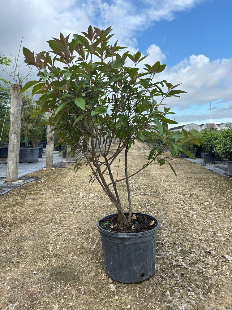 hamelia-patens-firebush-hummingbird-bush