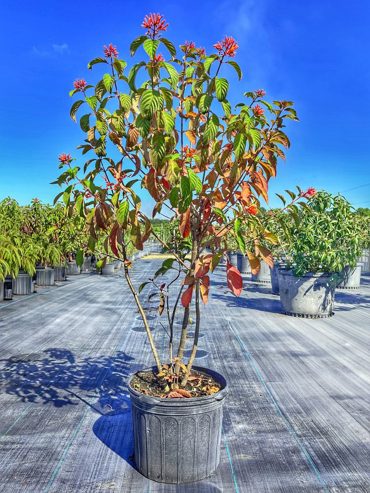 hamelia-patens-firebush-hummingbird-bush