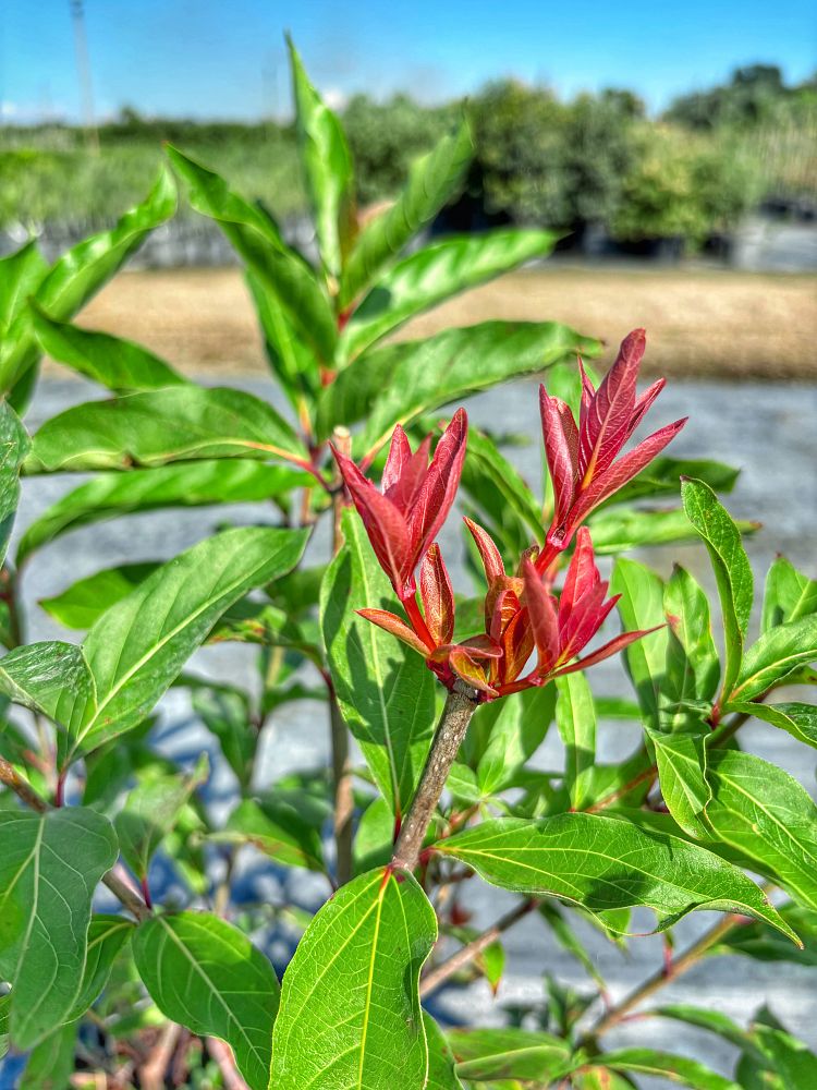 hamelia-patens-firebush-hummingbird-bush