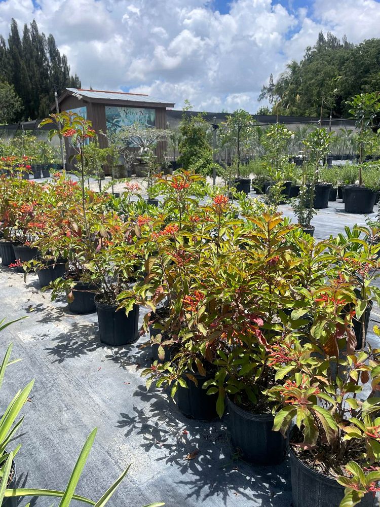 hamelia-patens-firebush-hummingbird-bush