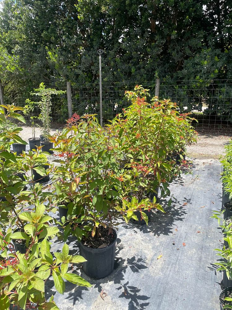 hamelia-patens-firebush-hummingbird-bush
