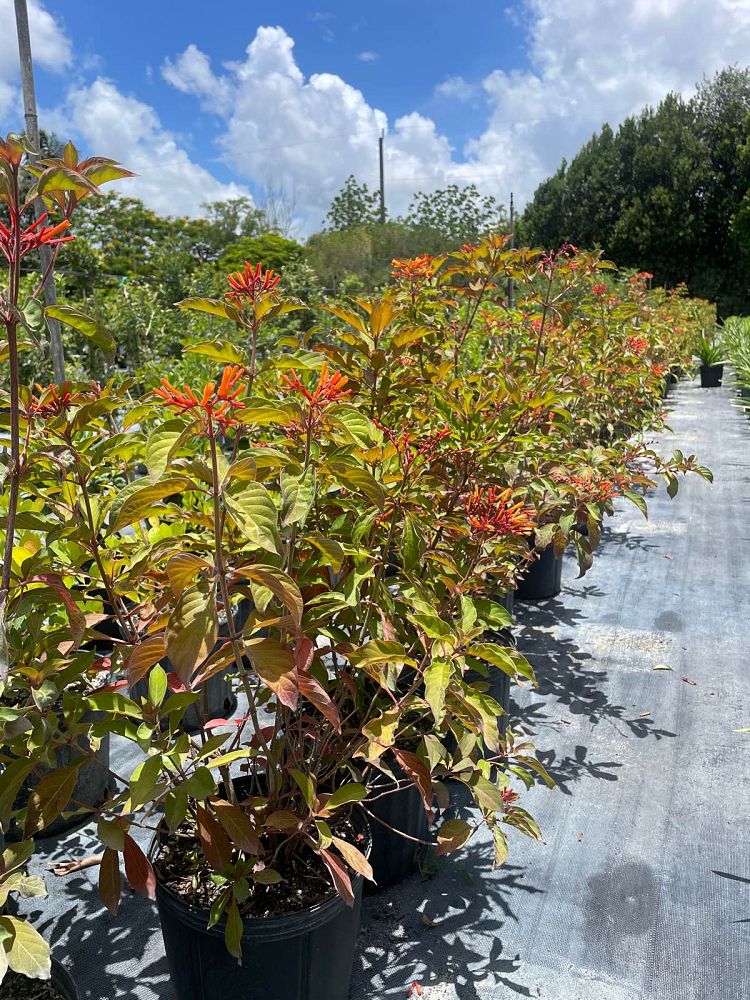 hamelia-patens-firebush-hummingbird-bush