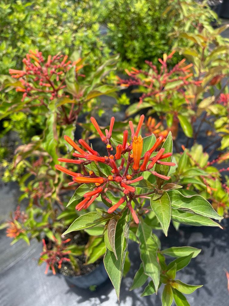 hamelia-patens-firebush-hummingbird-bush