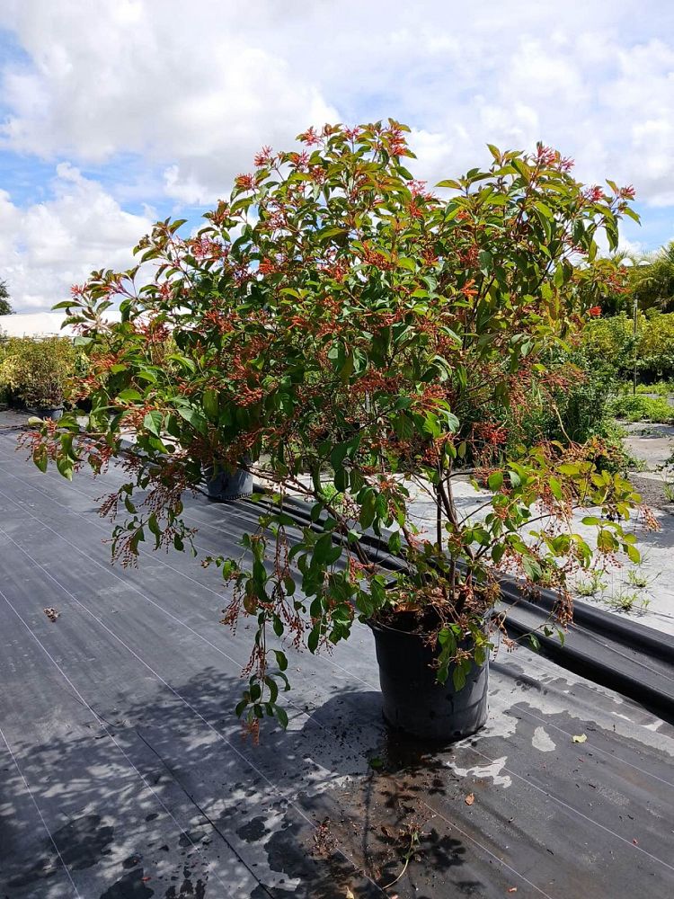 hamelia-patens-firebush-hummingbird-bush