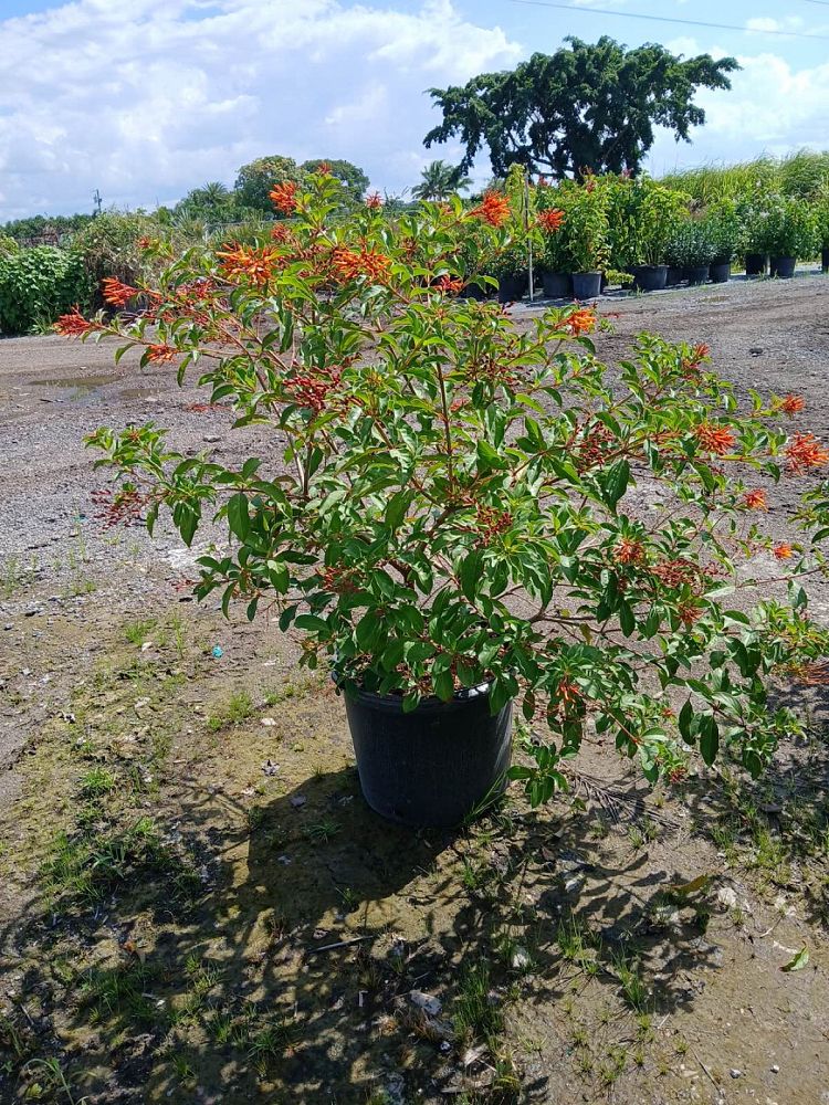 hamelia-patens-firebush-hummingbird-bush