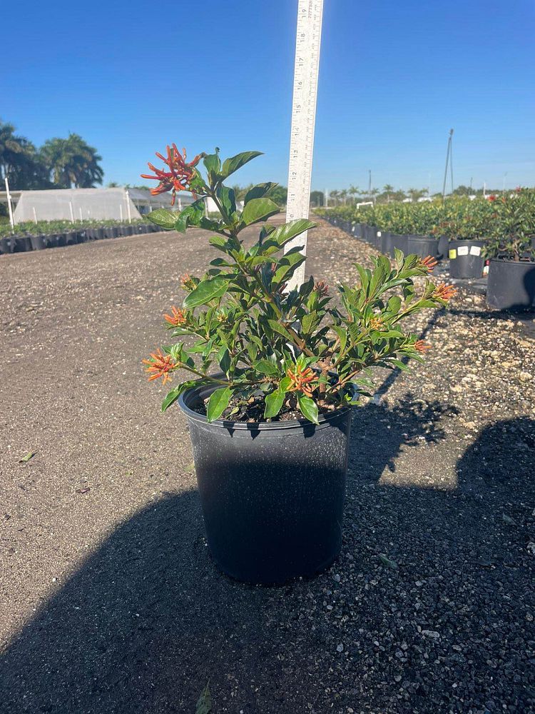 hamelia-patens-firebush-hummingbird-bush