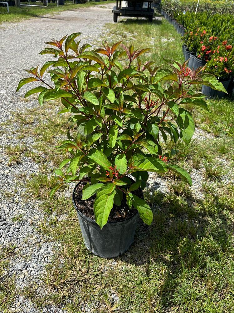 hamelia-patens-firebush-hummingbird-bush