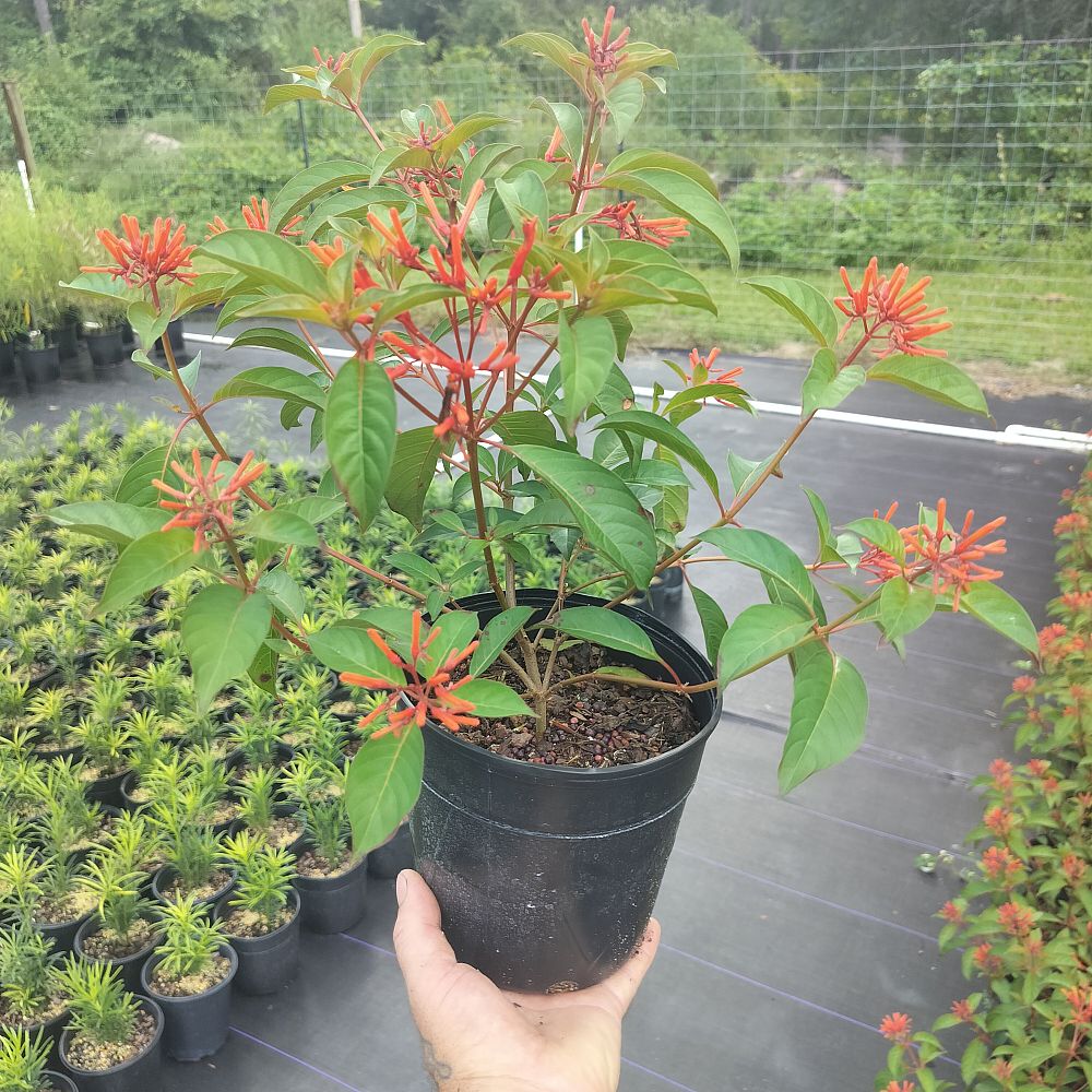 hamelia-patens-firebush-hummingbird-bush
