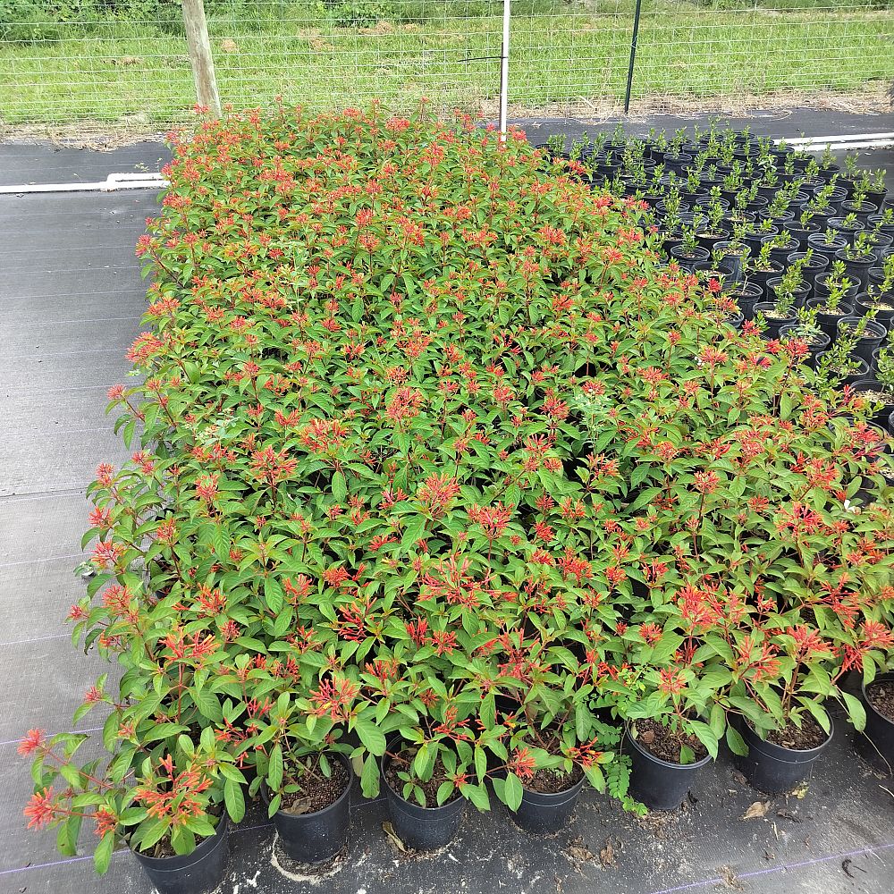 hamelia-patens-firebush-hummingbird-bush