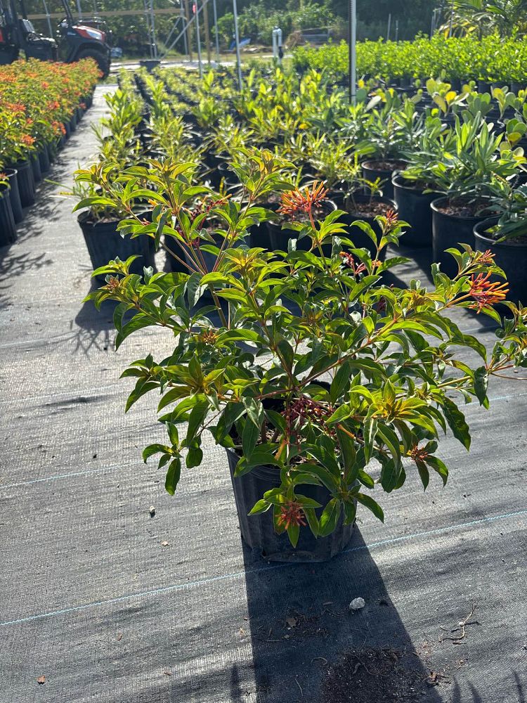 hamelia-patens-firebush-hummingbird-bush
