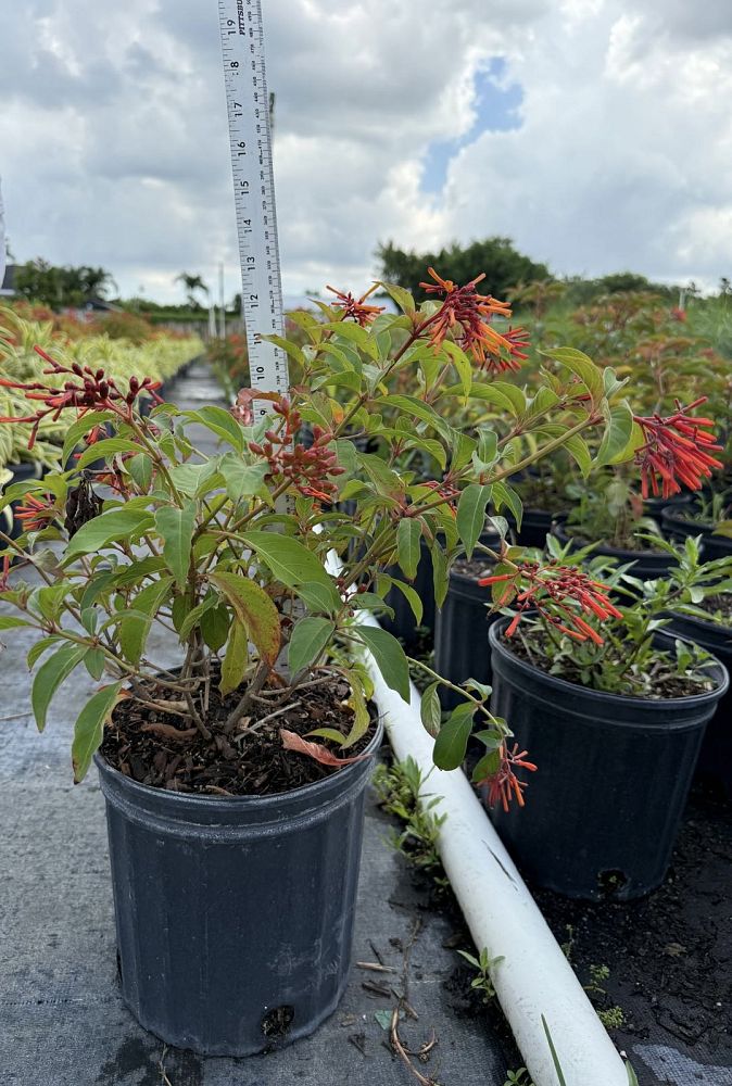 hamelia-patens-firebush-hummingbird-bush