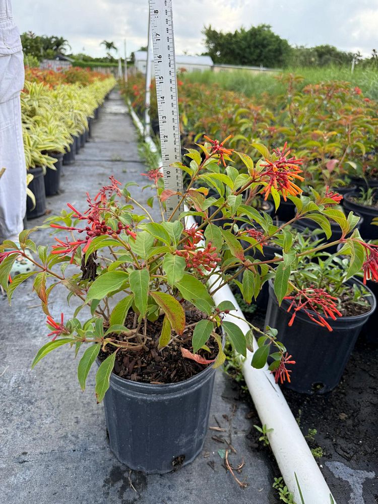 hamelia-patens-firebush-hummingbird-bush