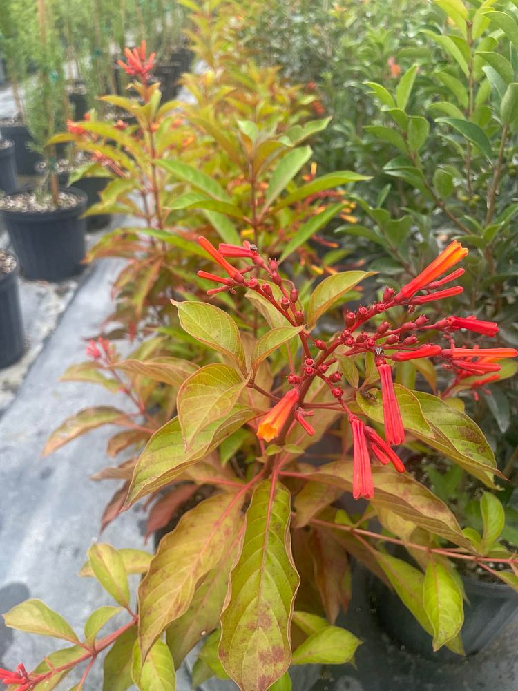 hamelia-patens-firebush-hummingbird-bush