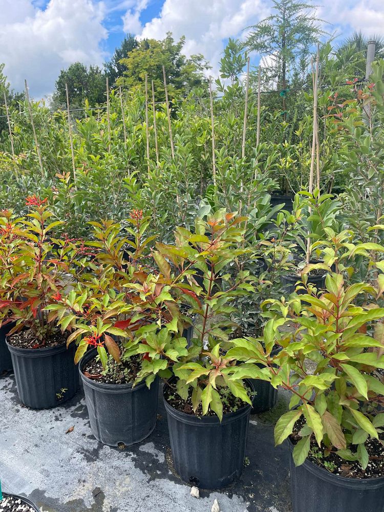 hamelia-patens-firebush-hummingbird-bush