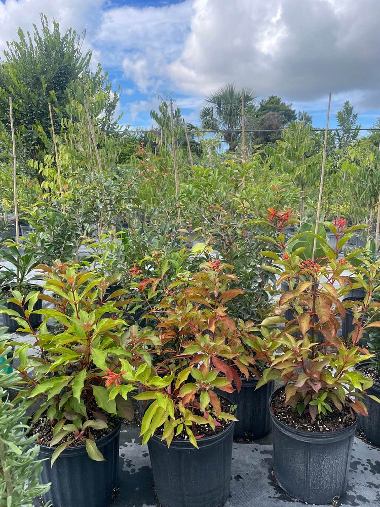 hamelia-patens-firebush-hummingbird-bush