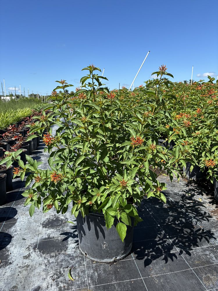 hamelia-patens-firebush-hummingbird-bush