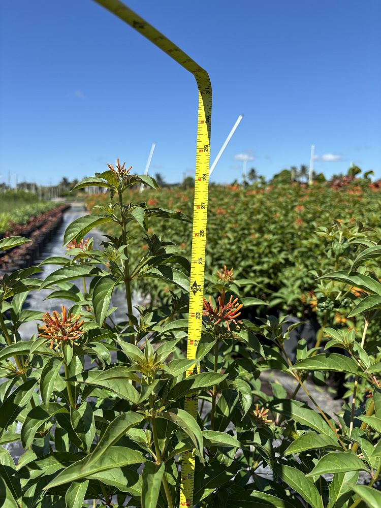 hamelia-patens-firebush-hummingbird-bush