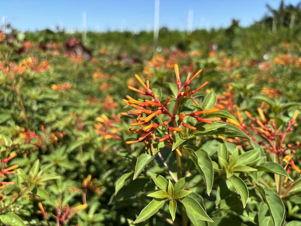 hamelia-patens-firebush-hummingbird-bush