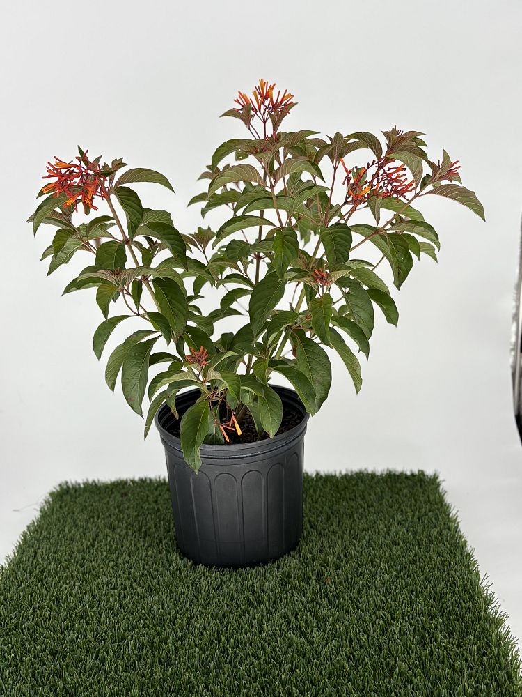 hamelia-patens-firebush-hummingbird-bush