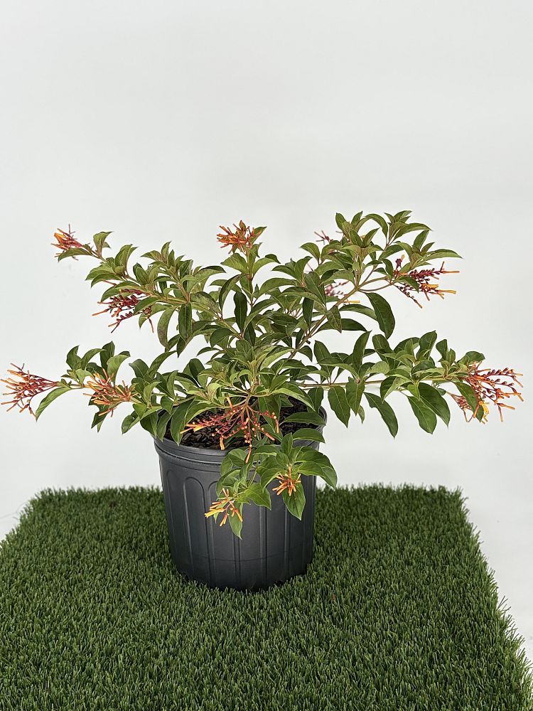 hamelia-patens-firebush-hummingbird-bush