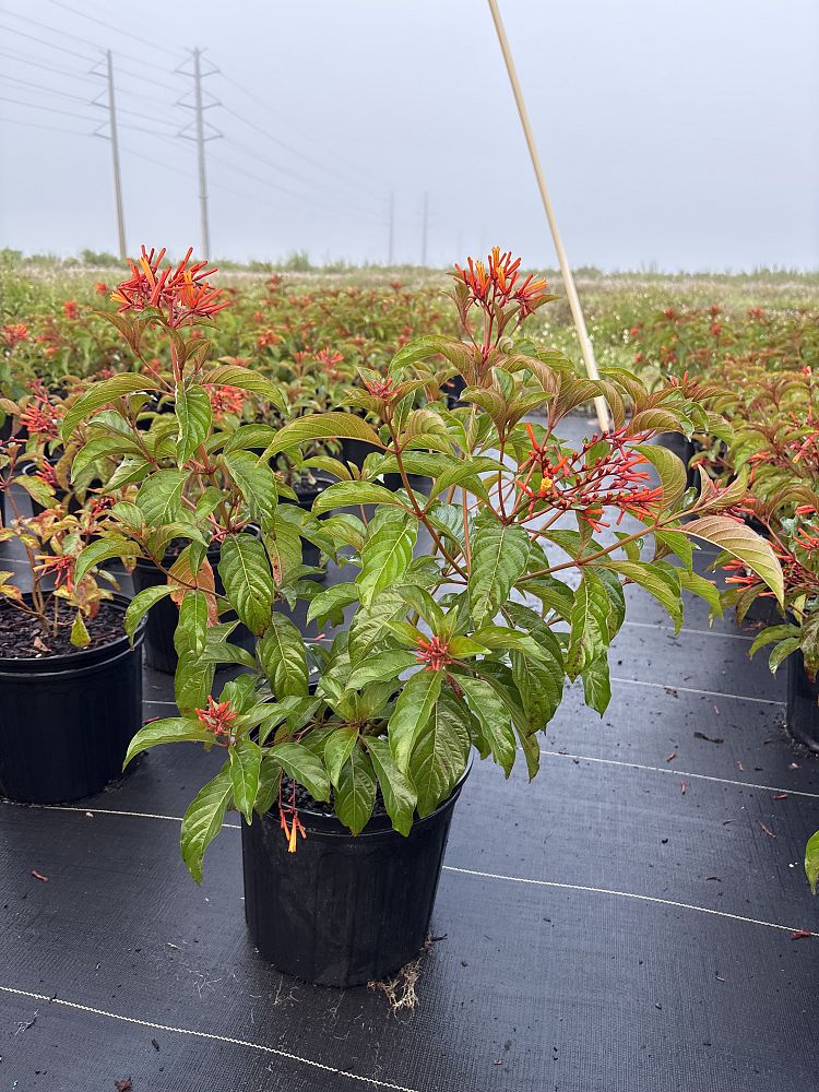 hamelia-patens-firebush-hummingbird-bush