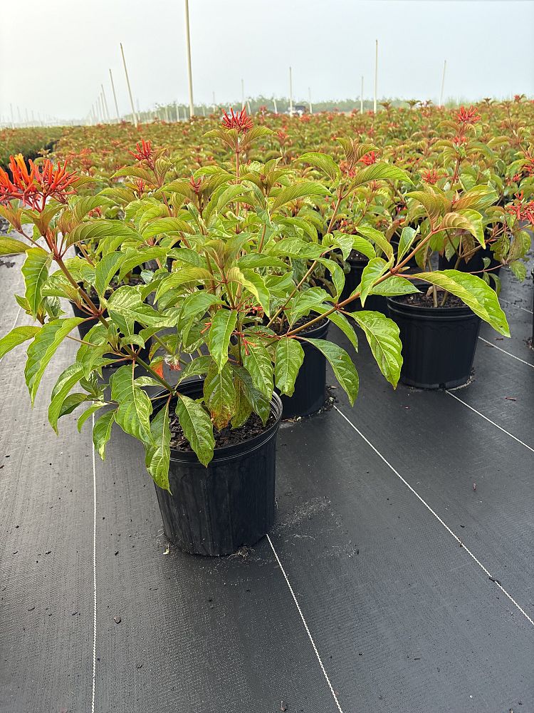 hamelia-patens-firebush-hummingbird-bush