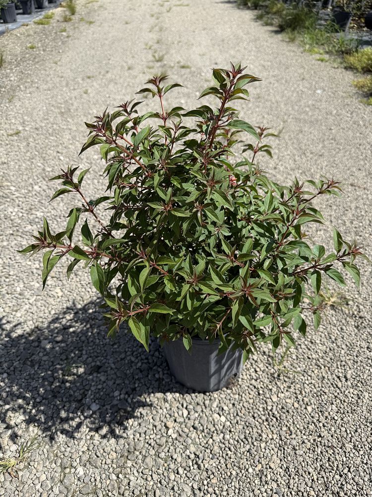 hamelia-patens-firebush-hummingbird-bush