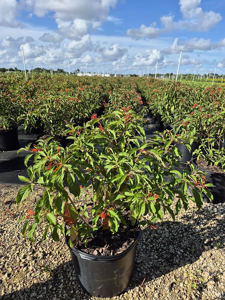 hamelia-patens-firebush-hummingbird-bush