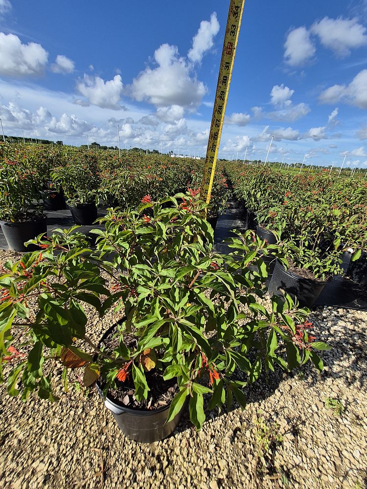 hamelia-patens-firebush-hummingbird-bush