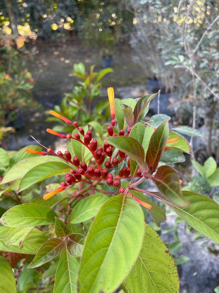 hamelia-patens-firebush-hummingbird-bush