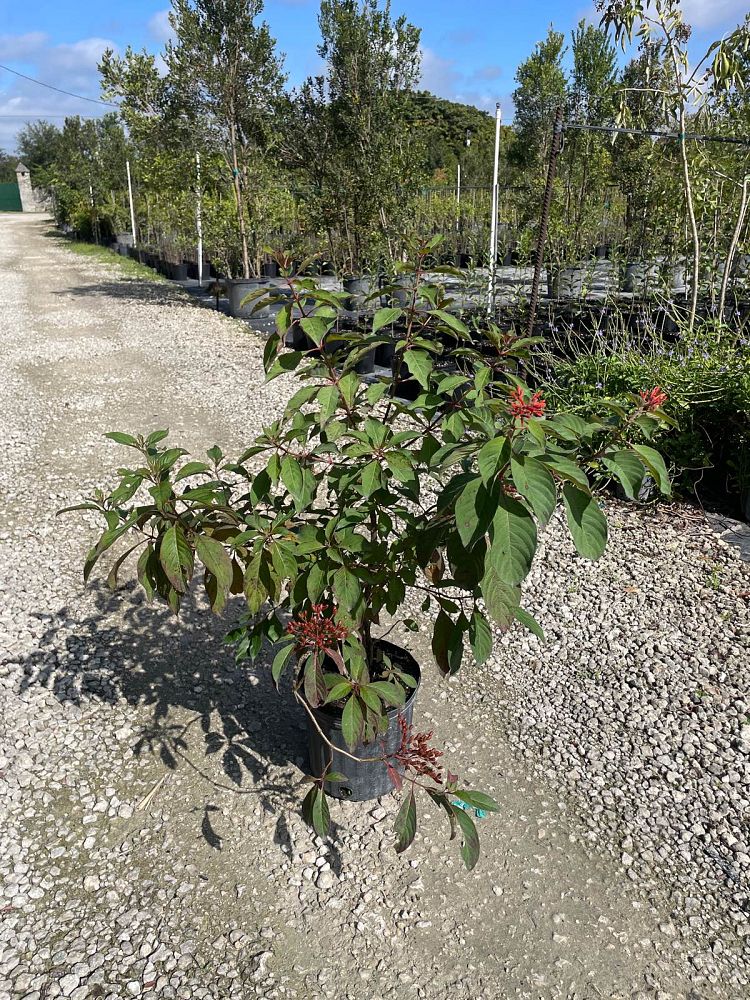 hamelia-patens-firebush-hummingbird-bush